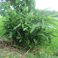 Alpinia galanga (L.) Willd.